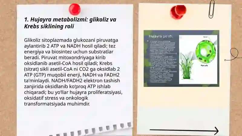 Hujayrada moddalar energiya va ma'lumot oqimi 3