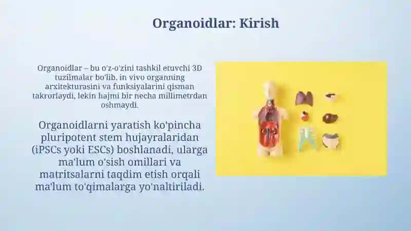 Organoidlar va ularning vazifalari 3