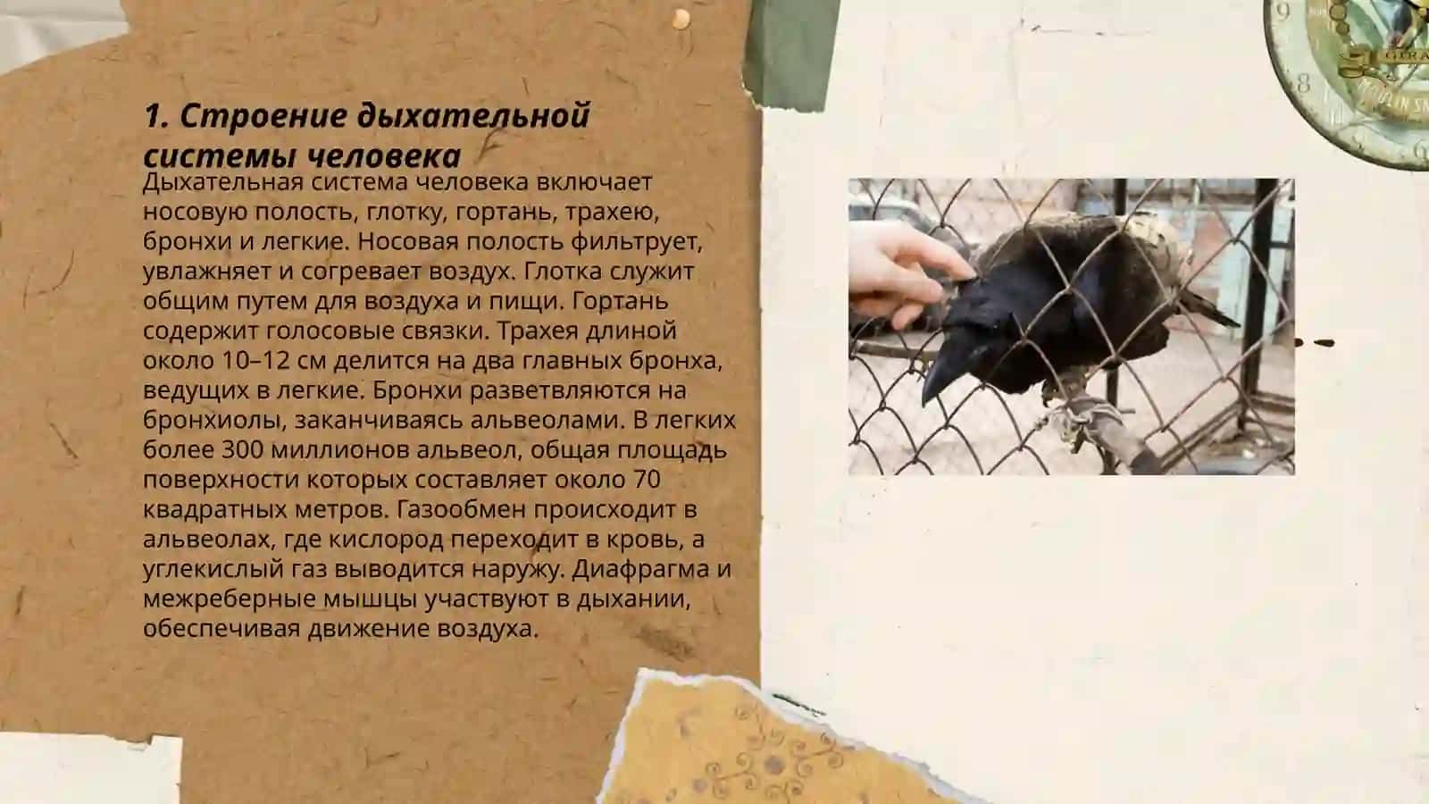 Анатомия физиология дыхательной системы 3