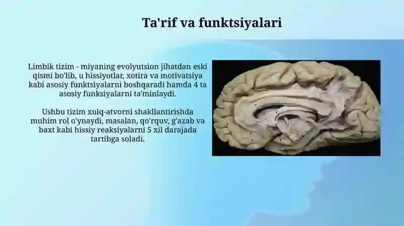 Limbik tizim: funksiyasi, asosiy anatomiy xosilalar. Klinik ahamiyati 3