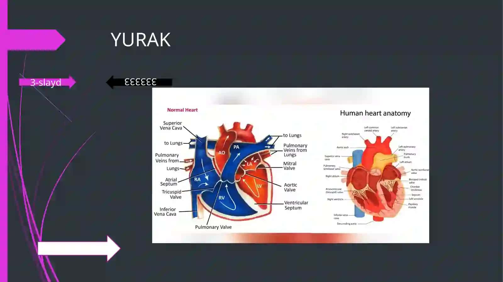 Yurak 3