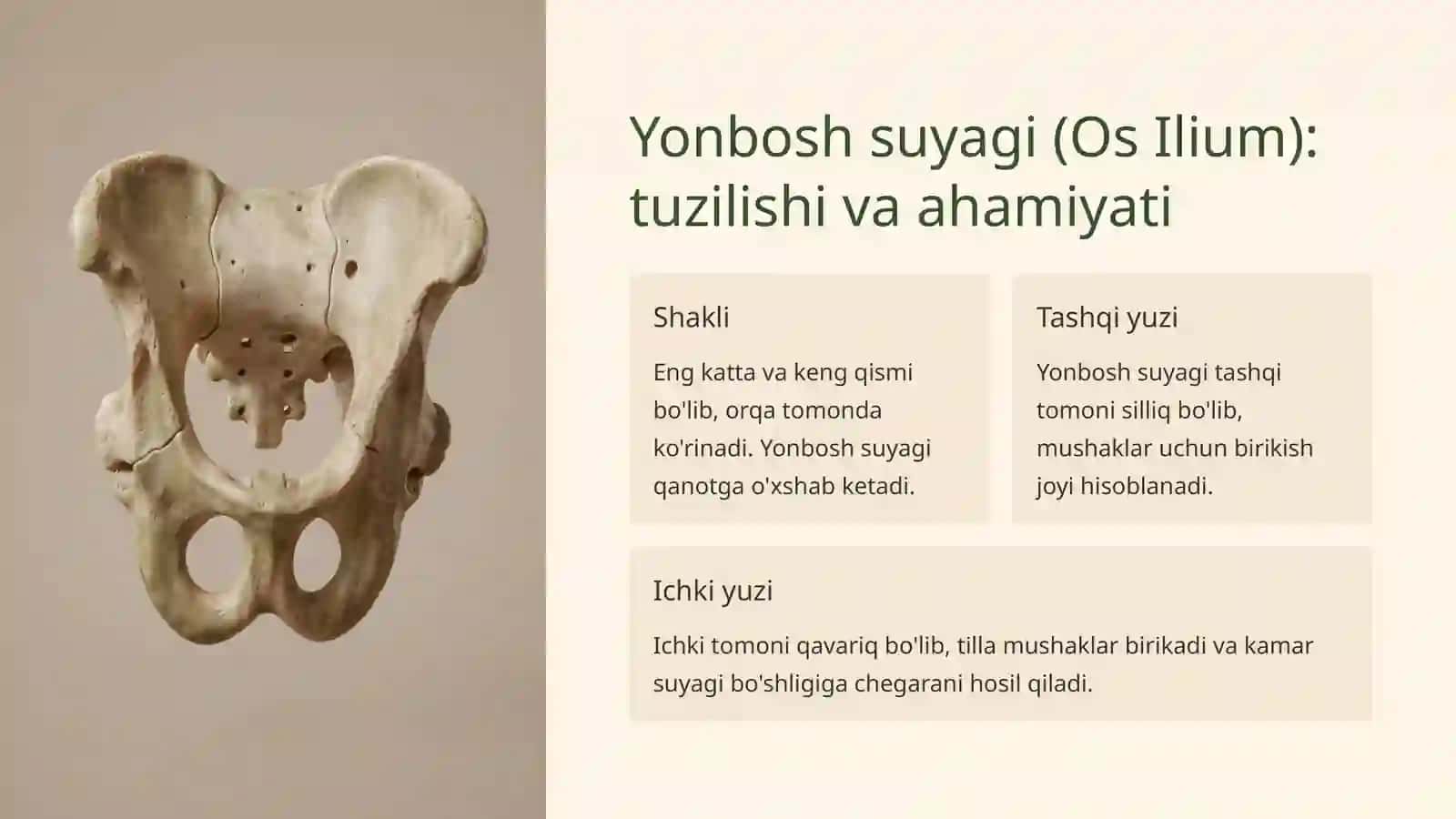 Osteologiya: Oyoqning kamar suyaklari anatomiyasi 3