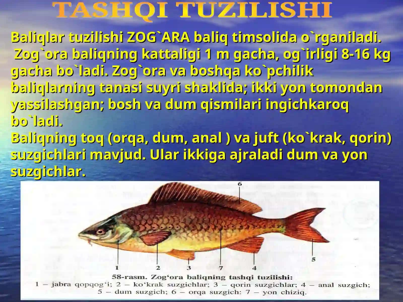 Yormozor akademik litseyi biologiya fanlari 3
