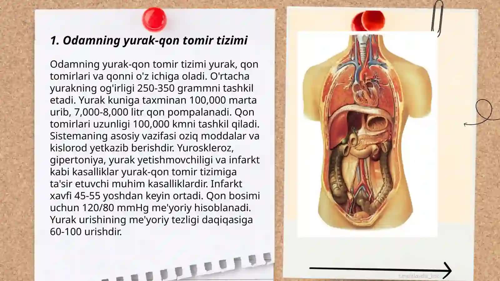 Odam va hayvonlarning organlari va organlar sistemasi 3
