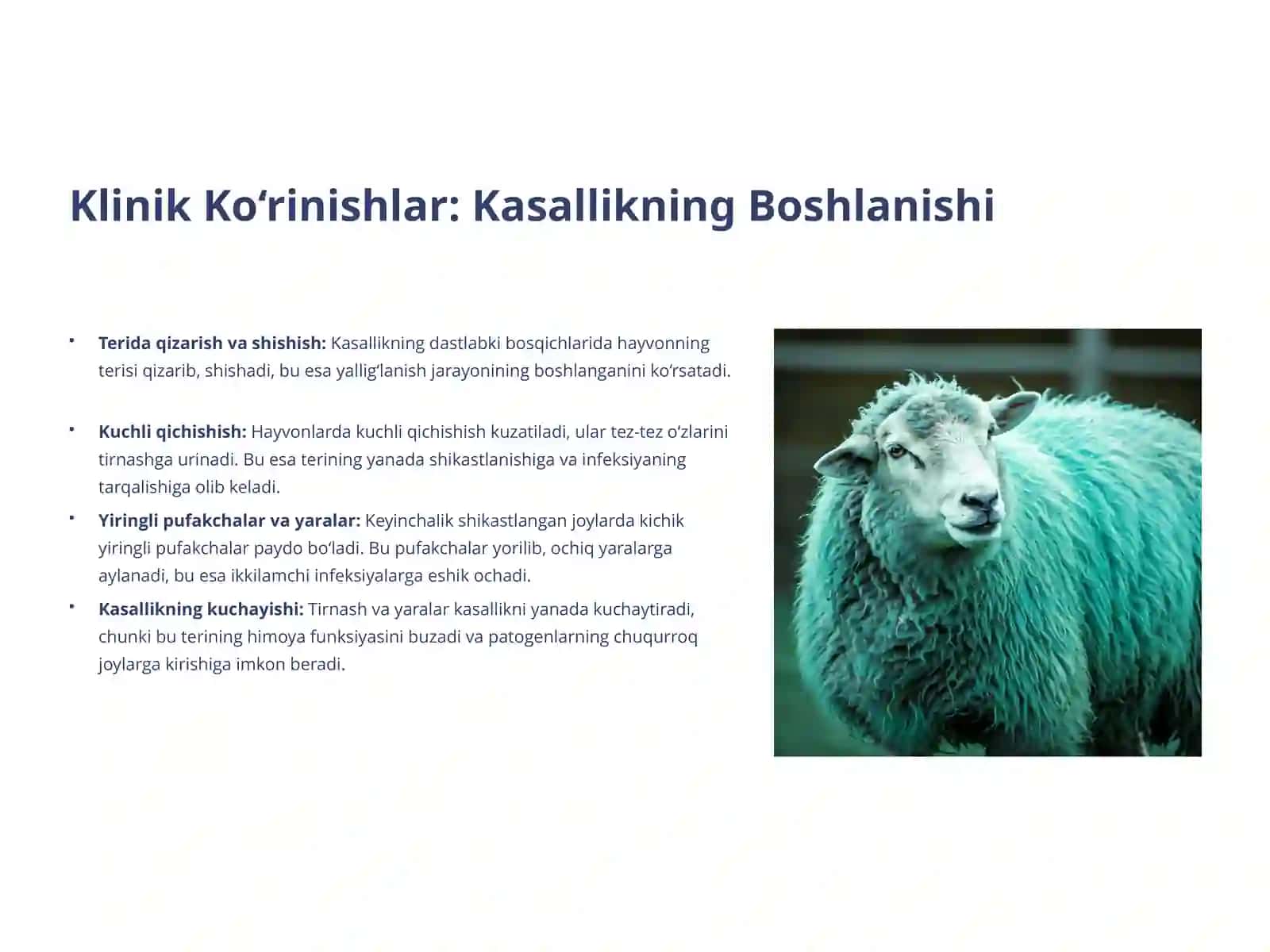 Qo‘y va Echkilarning Kontagiozli Dermatiti: Patomorfologik Tahlil 3