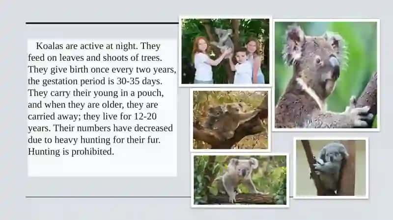 Koala about 3