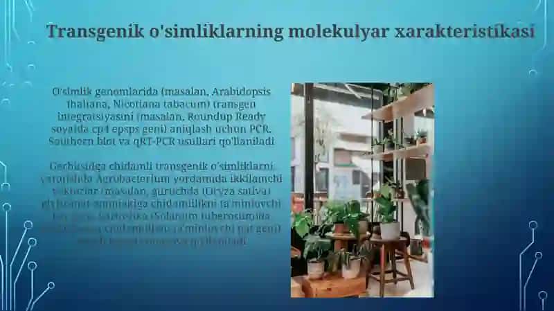 Gerbiysidlarga chidamli transgen o'simliklarni olish 3