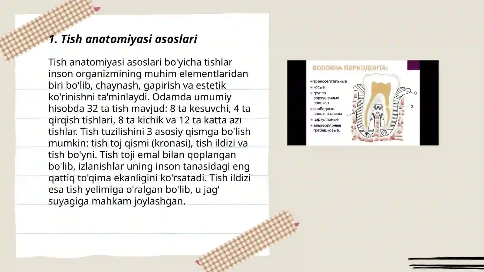 Tish Anatomiyasi va Taraqqiyoti Periodont va Paradont 3