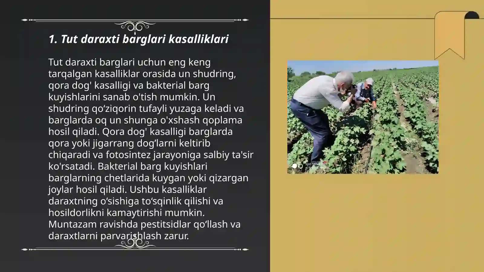 Tut daraxti kasalliklari zararkunandalari va ularga qarshi kurashish choralari 3