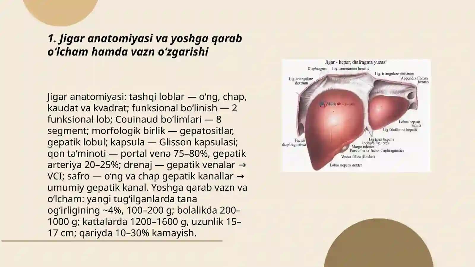 Jigar, me'da osti bezi: tuzilishi, topografiyasi yoshga qarab o'zgarishi 3