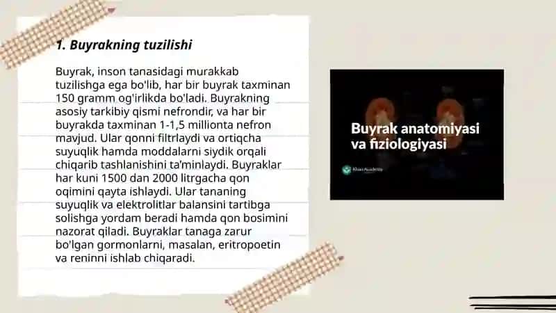 Buyrakning anatomiyasi va fiziologiyasi va taraqqiyoti haqida 3