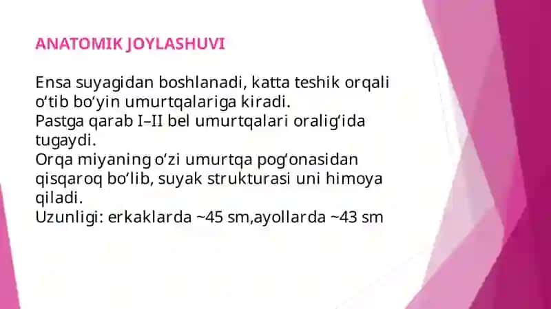 Orqa miya o’zaklarining joylashuvi va ularning ahamiyati 3