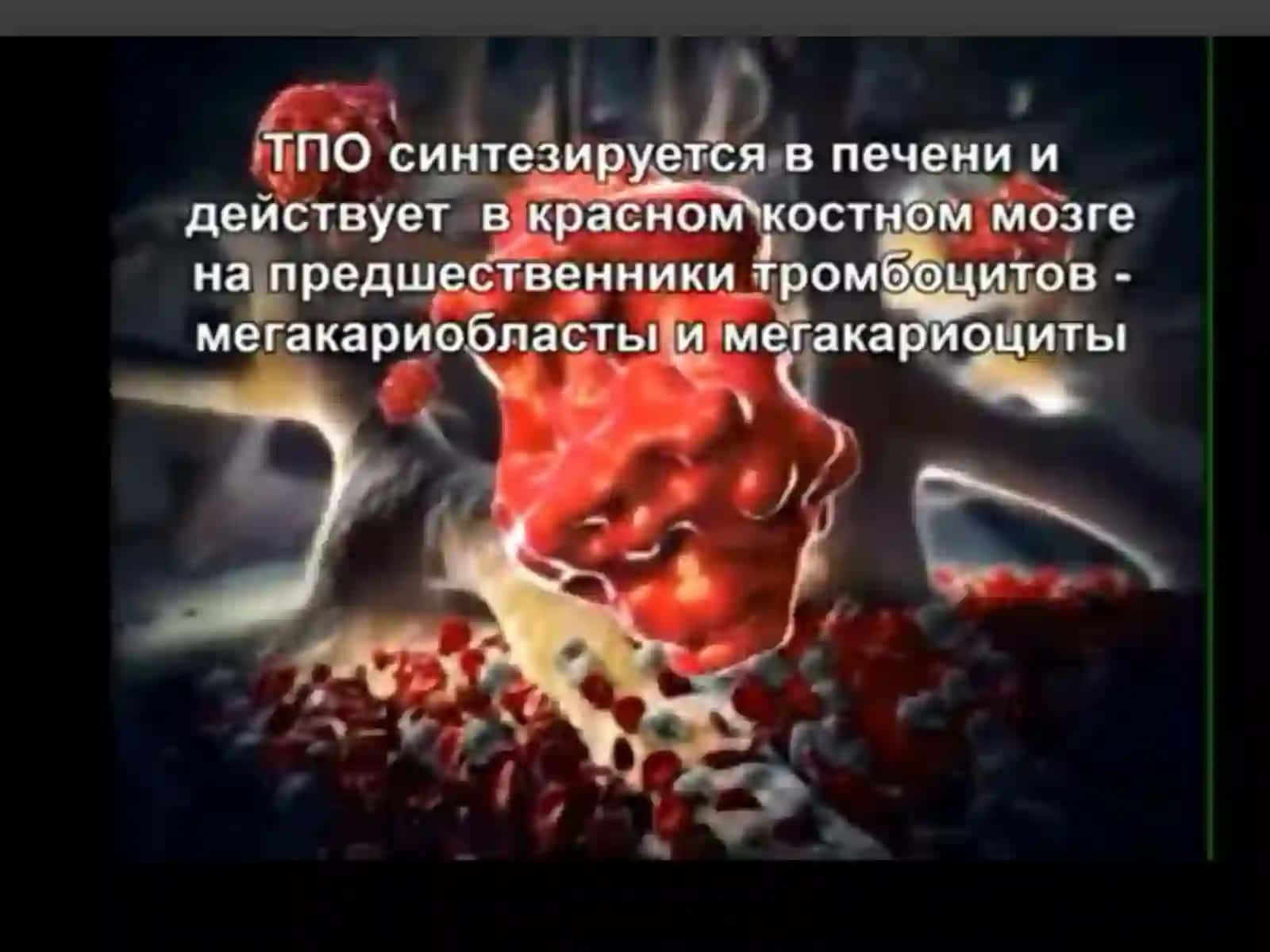Тромбоцитлар ҳақида умумий маълумот 3