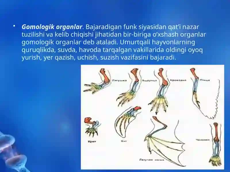 Evolutsiyani Isbotlashda Solishtirmanatomiya va Paleontologiya Fanlari Dalillari 3