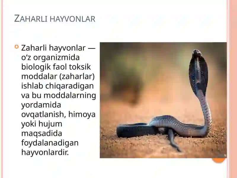 "Zaharli hayvonlar" mavzusida prezentatsiya-mustaqil ish. 3