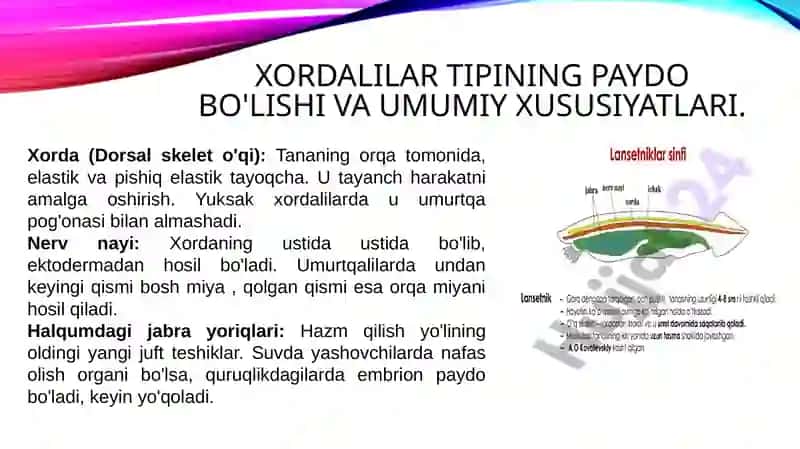 Xordalilarning muhim belgilari va ularning biologik ahamiyati. 3