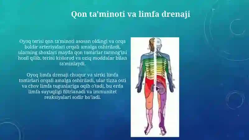 Oyoq terisini inervatsiyasi 3