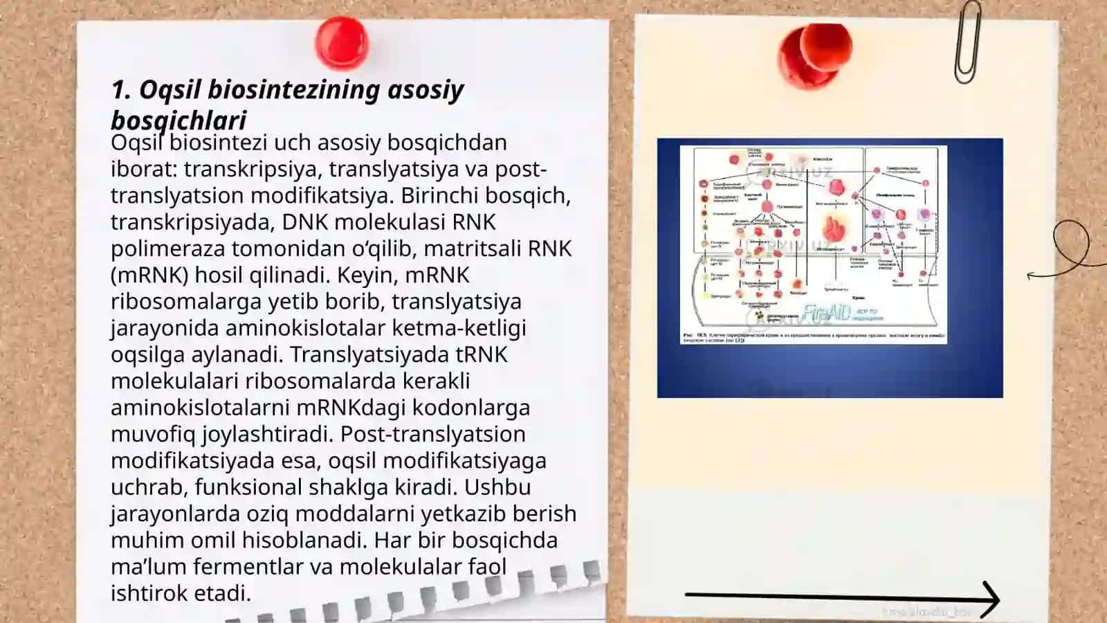 Oqsil biosintezining boshqarilishi 3