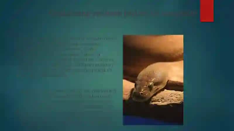 Ilonlar anatomiyasi va fiziologiyasi 3