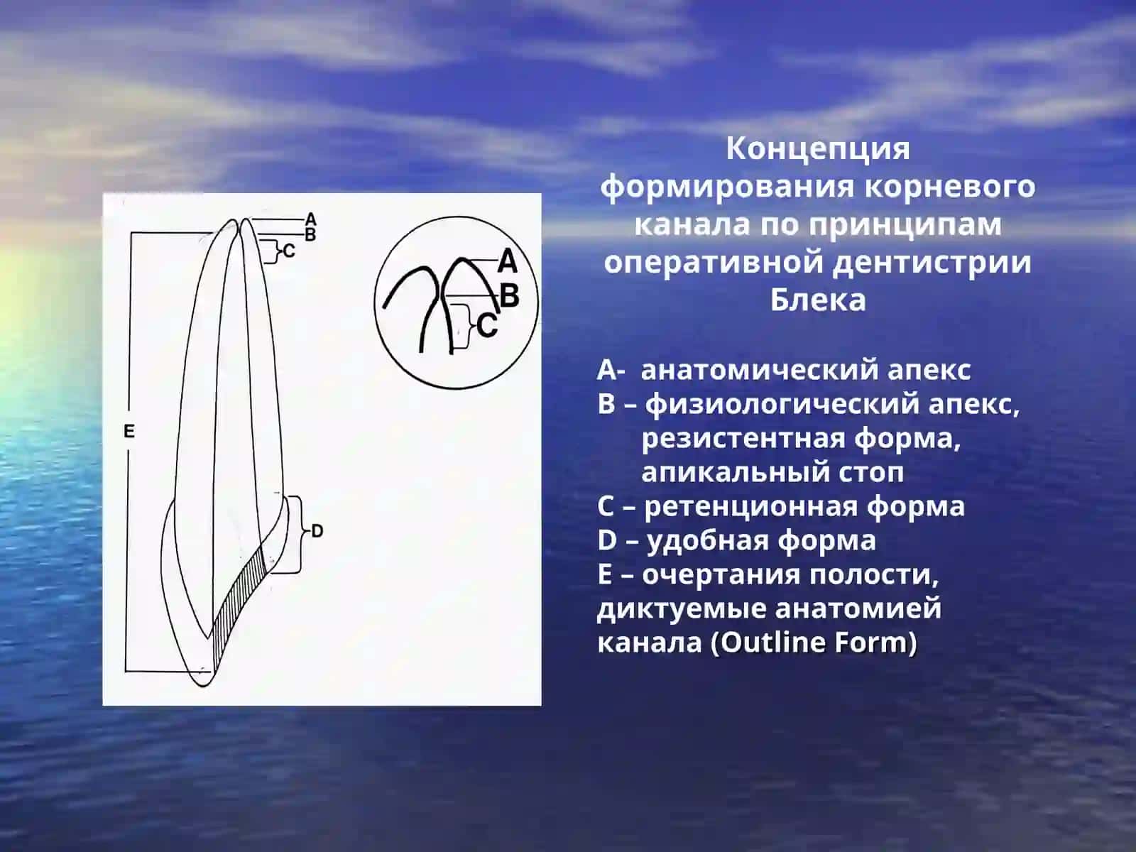 Анатомия полости зуба и корневых каналов 3