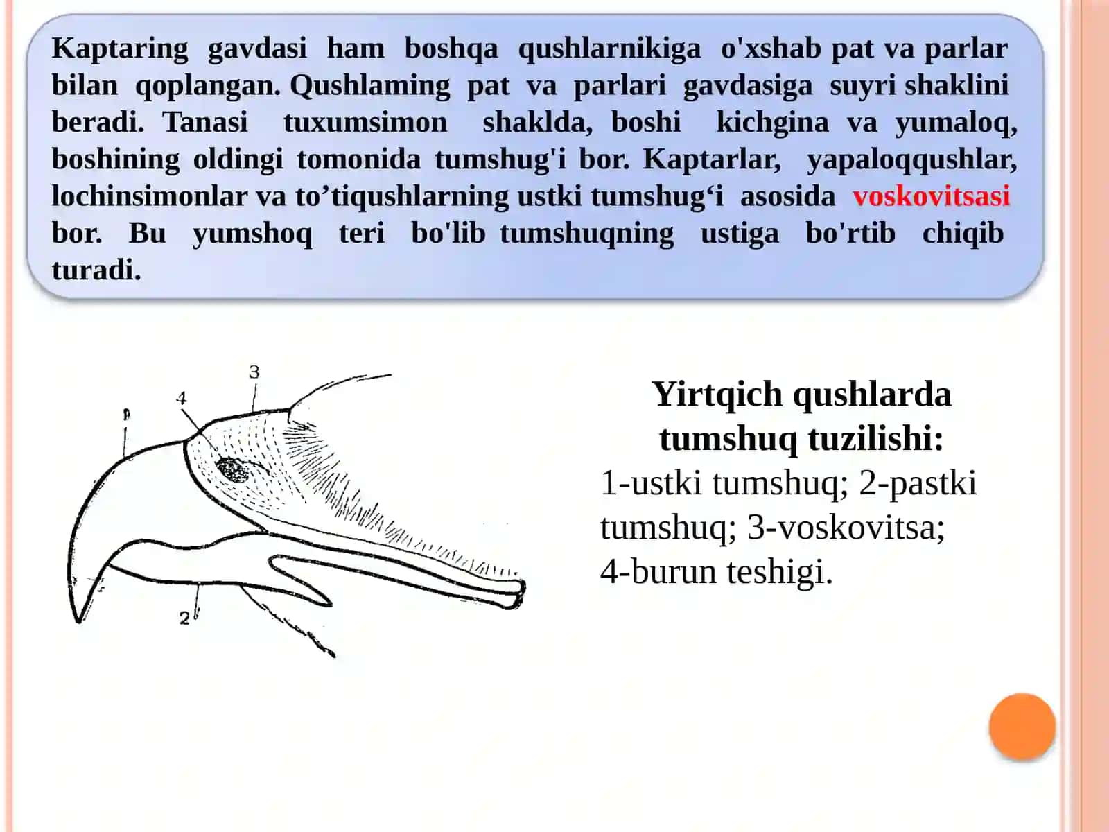 Qushlarsinfi.Qushlarninguchishgamoslanishbelgilari.Kaptarningtashqiichkituzilishi.Qonaylanish,nafasolishi,skelettuzilishi 3