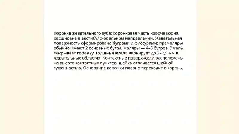 Строение жевательниых зубов при постаянном прикусе 3