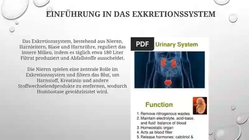 Das Ausscheidungssystem: Einblick in die menschliche Physiologie 3