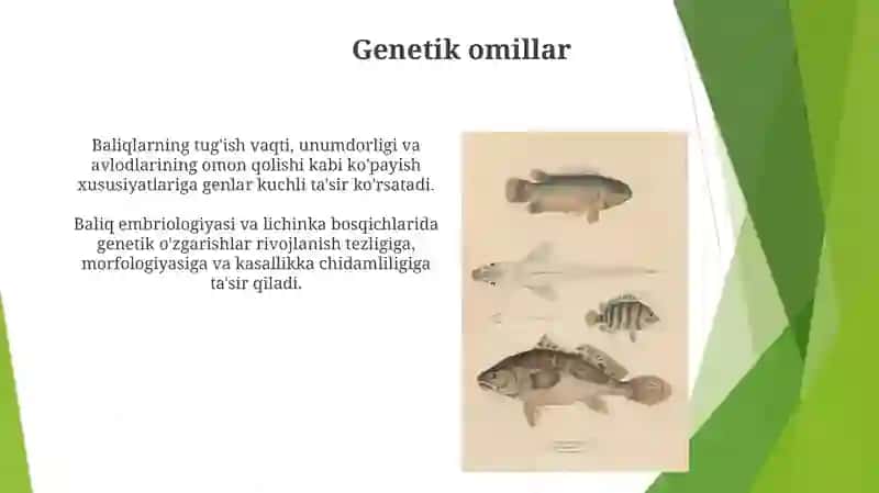 Baliqlarning koʻpayishi va rivojlanishi 3