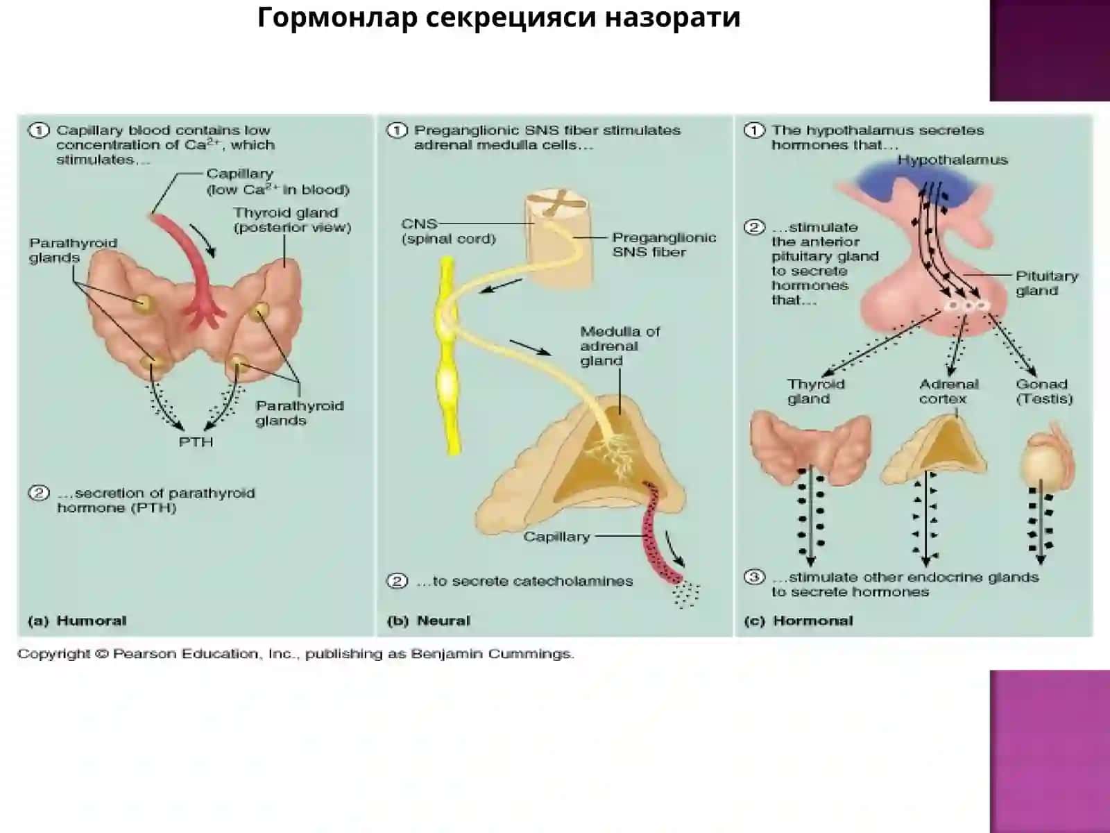 Гормонлар секрецияси назорати 3