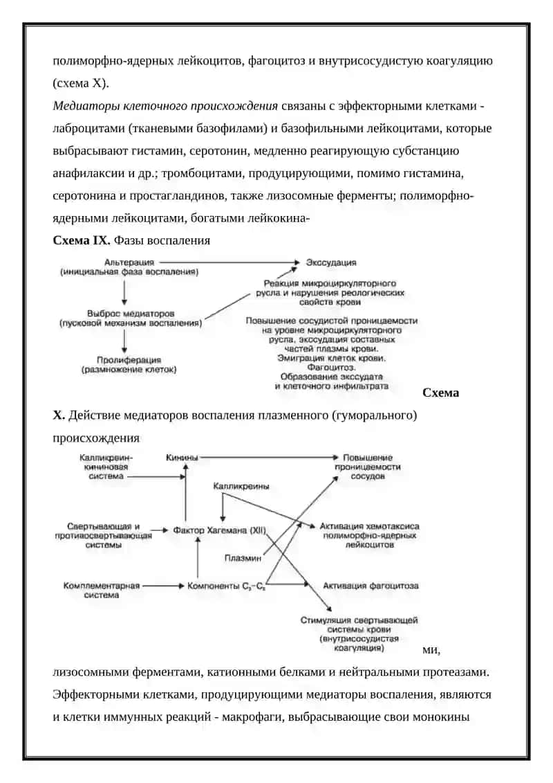 ЭКССУДАЦИЯ ПРОЦЕССА ПРОЛИФЕРАЦИИ 3