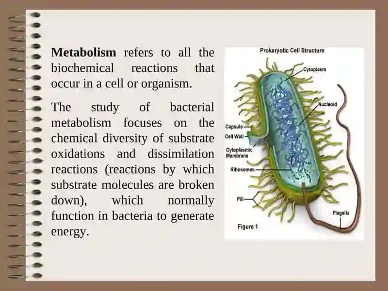 Physiology of Bacteria 3