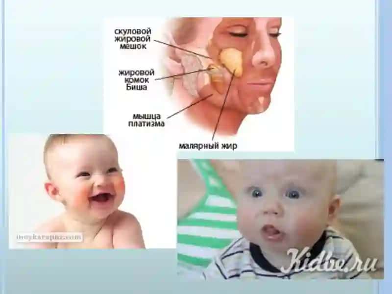 Bolalarda ovqat hazm qilish tizimining anatomik vafiziologik xususiyatlari 3