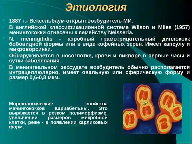 Менингококковая инфекция 3