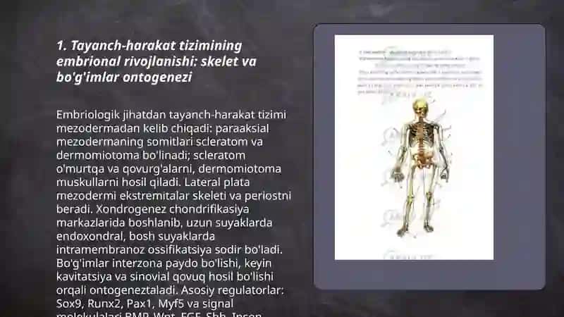 Tayanch -harakat tizimi onto- filogenezi 3