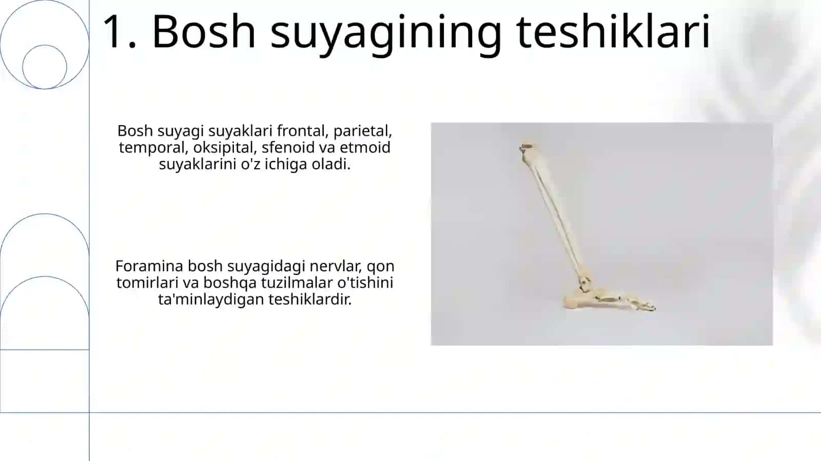 Anatomiya fanidan kalla suyaklarining umumiy tasnifi 3