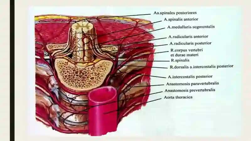 ANATOMIYA FANIDAN MUSTAQIL ISHI 3