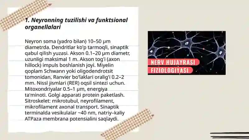 Neyron va nerv tolalari fiziologiyasi.sinapslar fiziologiyasi 3