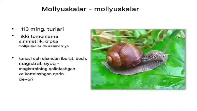 moluskalar tipi haqida ma'lumot 3
