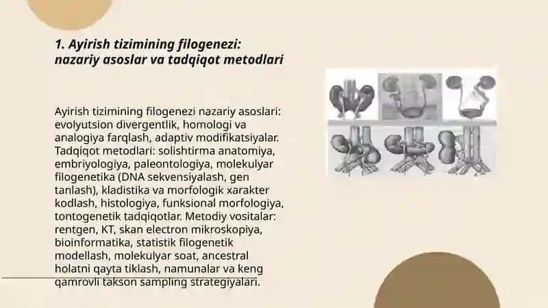 Ayirish sistemasi filogenezi 3