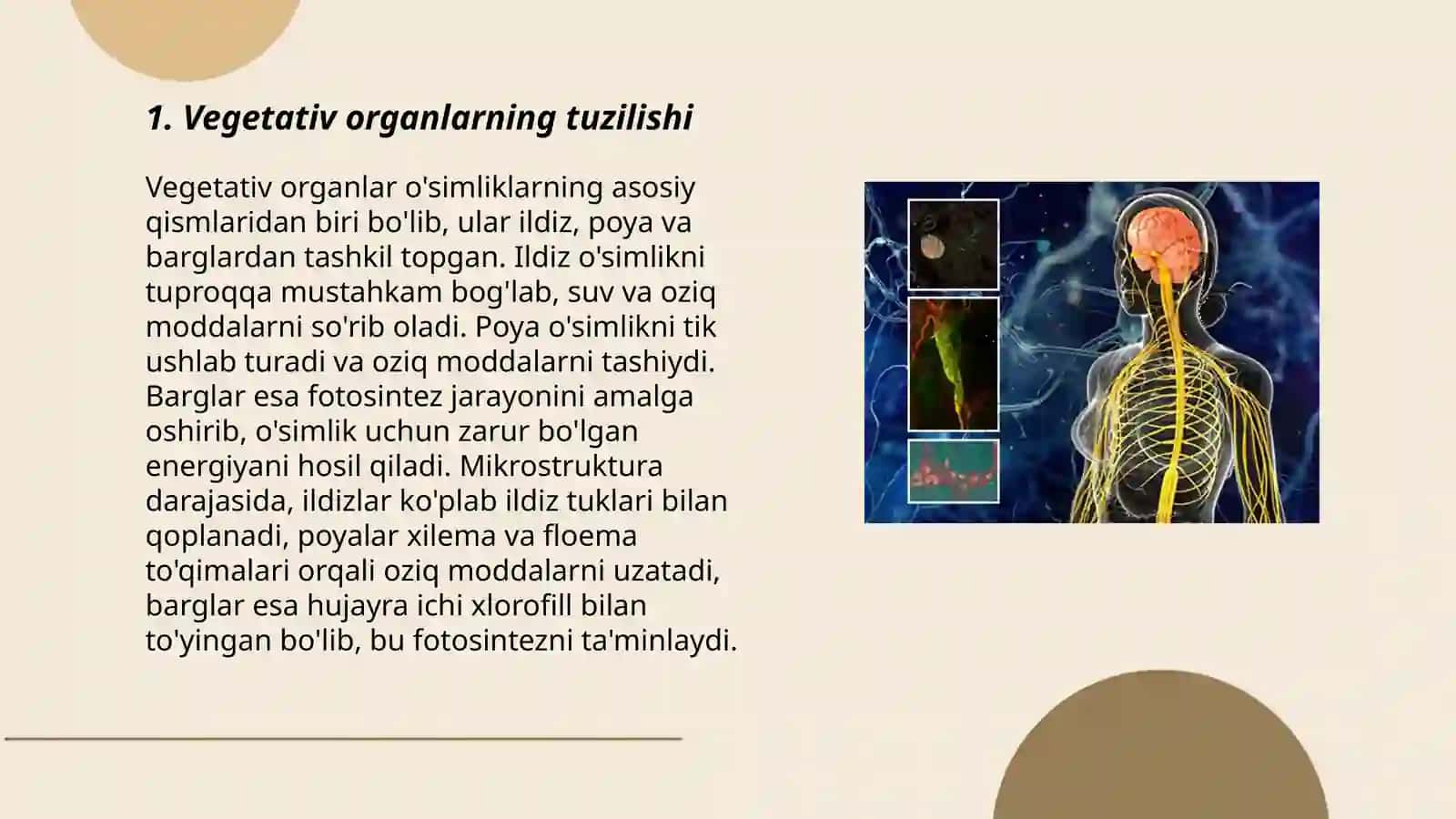 Vegetativ va generativ organlar 3