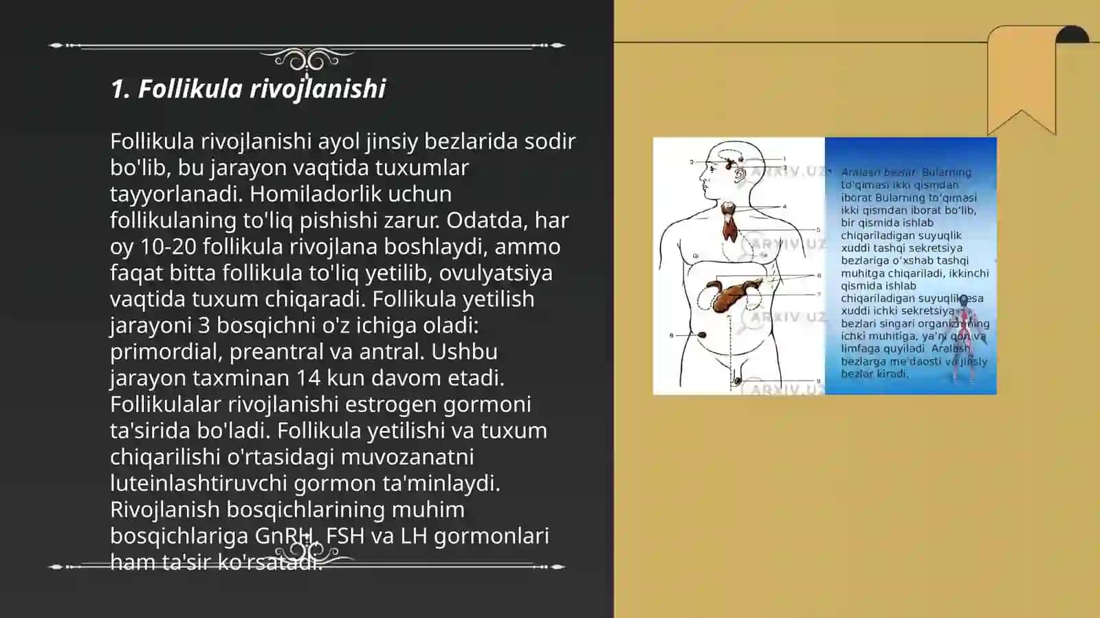 Odаm embriogenezining qaltis davirlari 3