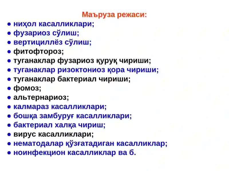 КАРТОШКА КАСАЛЛИКЛАРИ 3