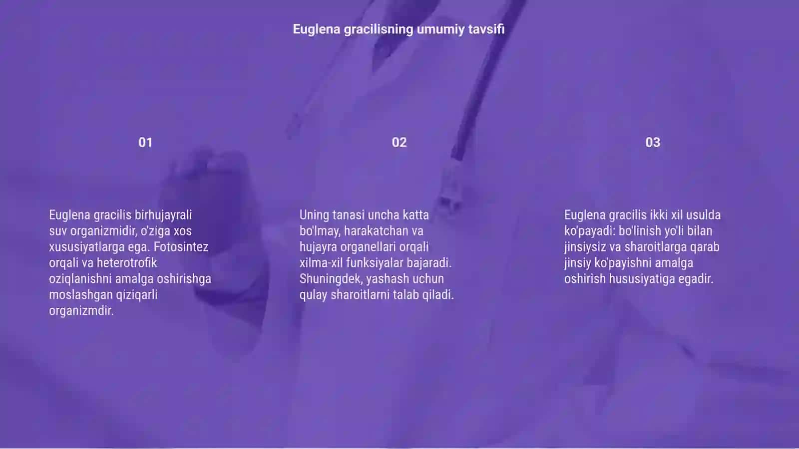 Euglena gracilis tuzilishi va kòpayishi 3