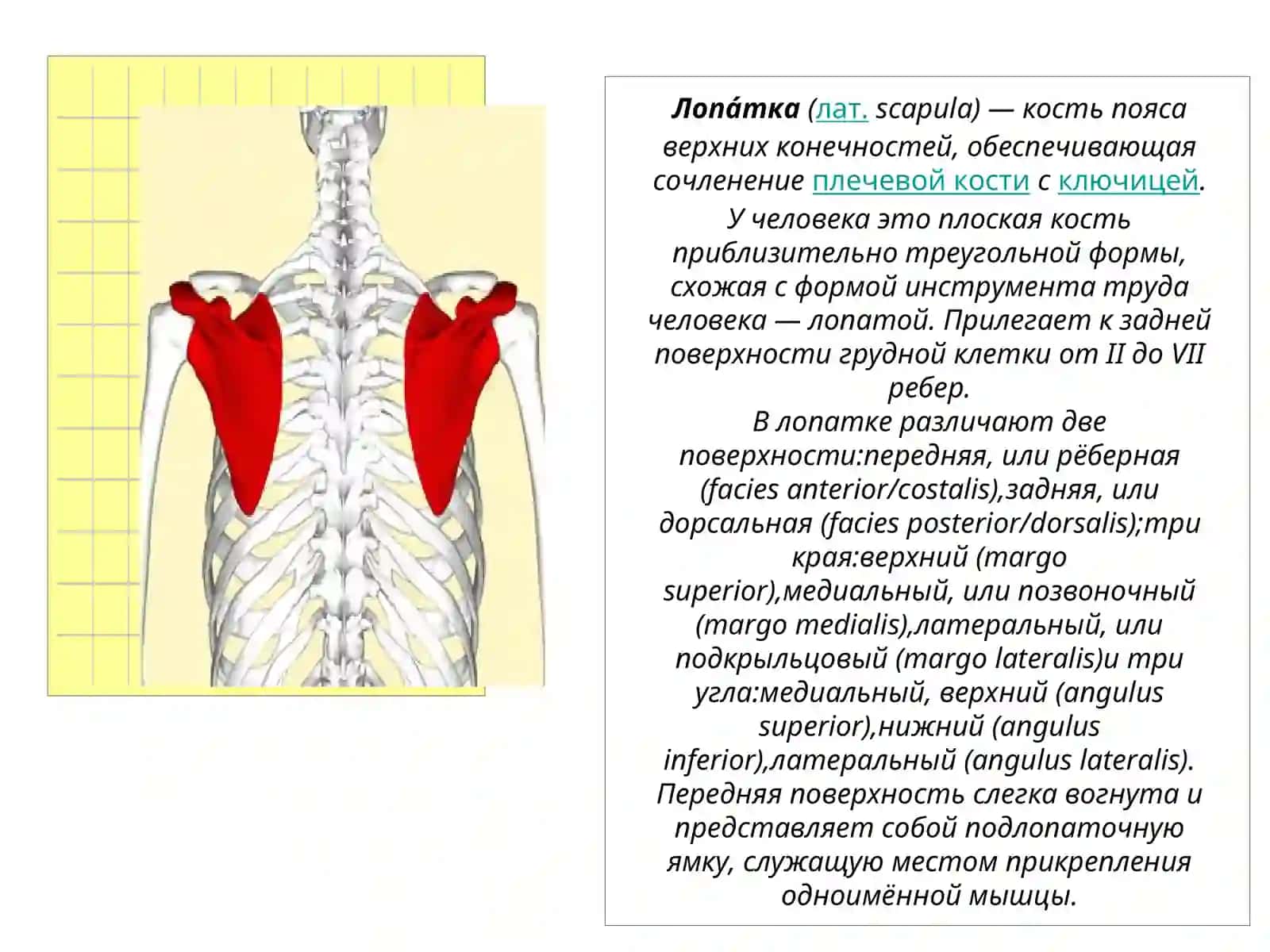 Кости конечностей 3