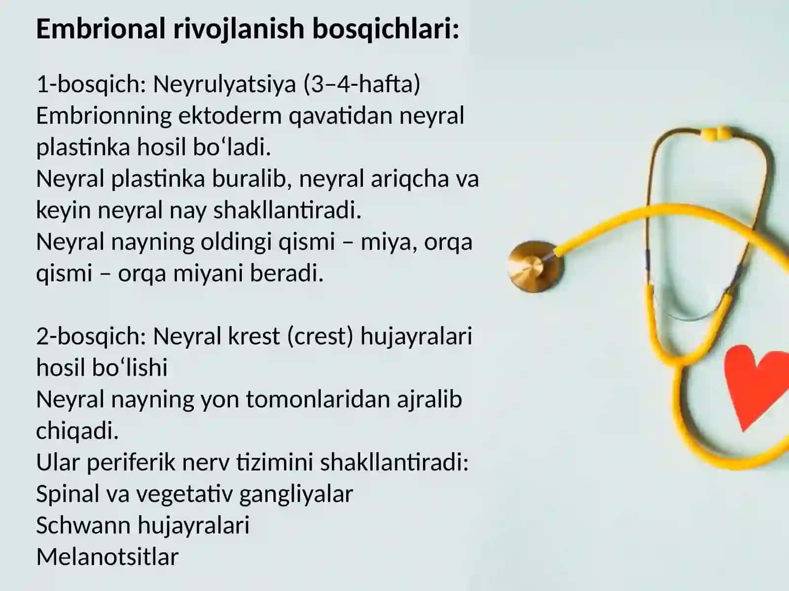 Asab tizimi ontogenezi 3