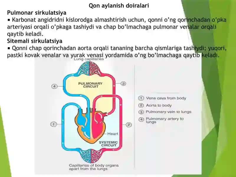 SIRKULATOR SISTEMA VA ORGANLAR SISTEMASI 3