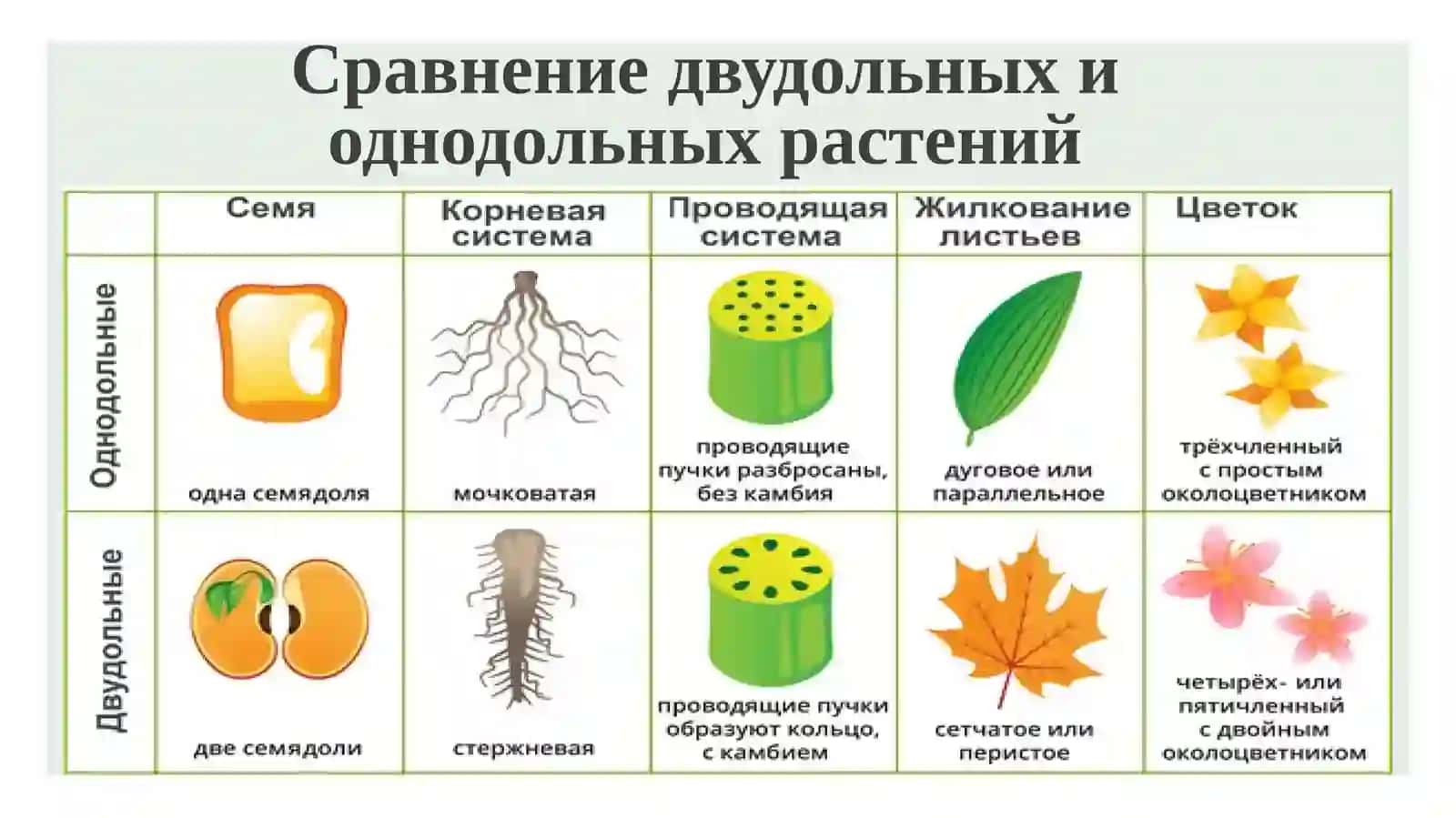 ПЯТЫЙ РАЗДЕЛ БОТАНИКИ 3