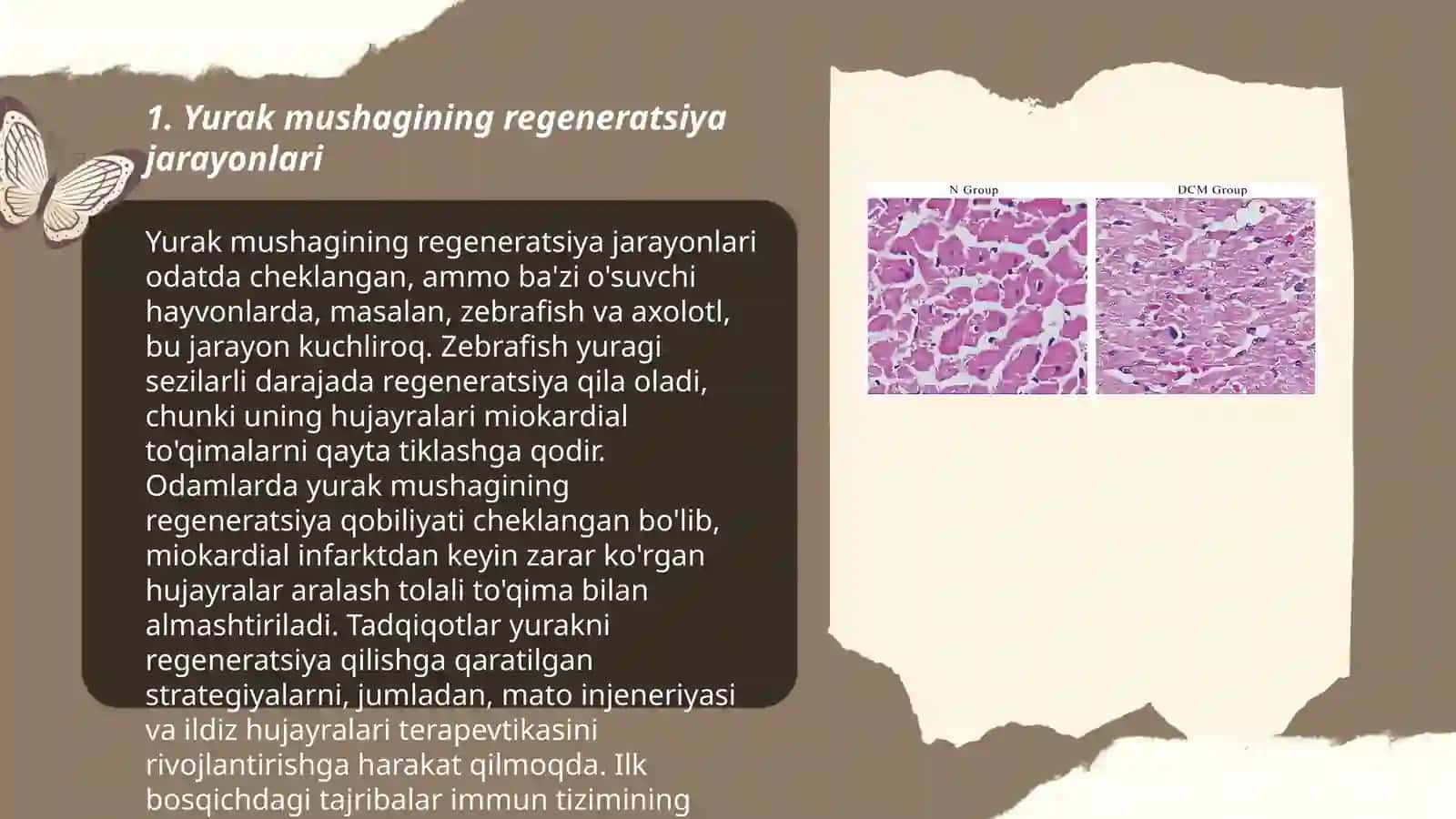 Yurak mushagi regeneratsiyasi, kardiomiotsitlar gistologiyasi 3