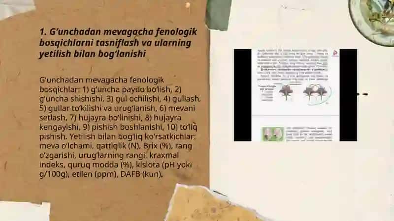 Gullash biologiyasini oʻrganish 3