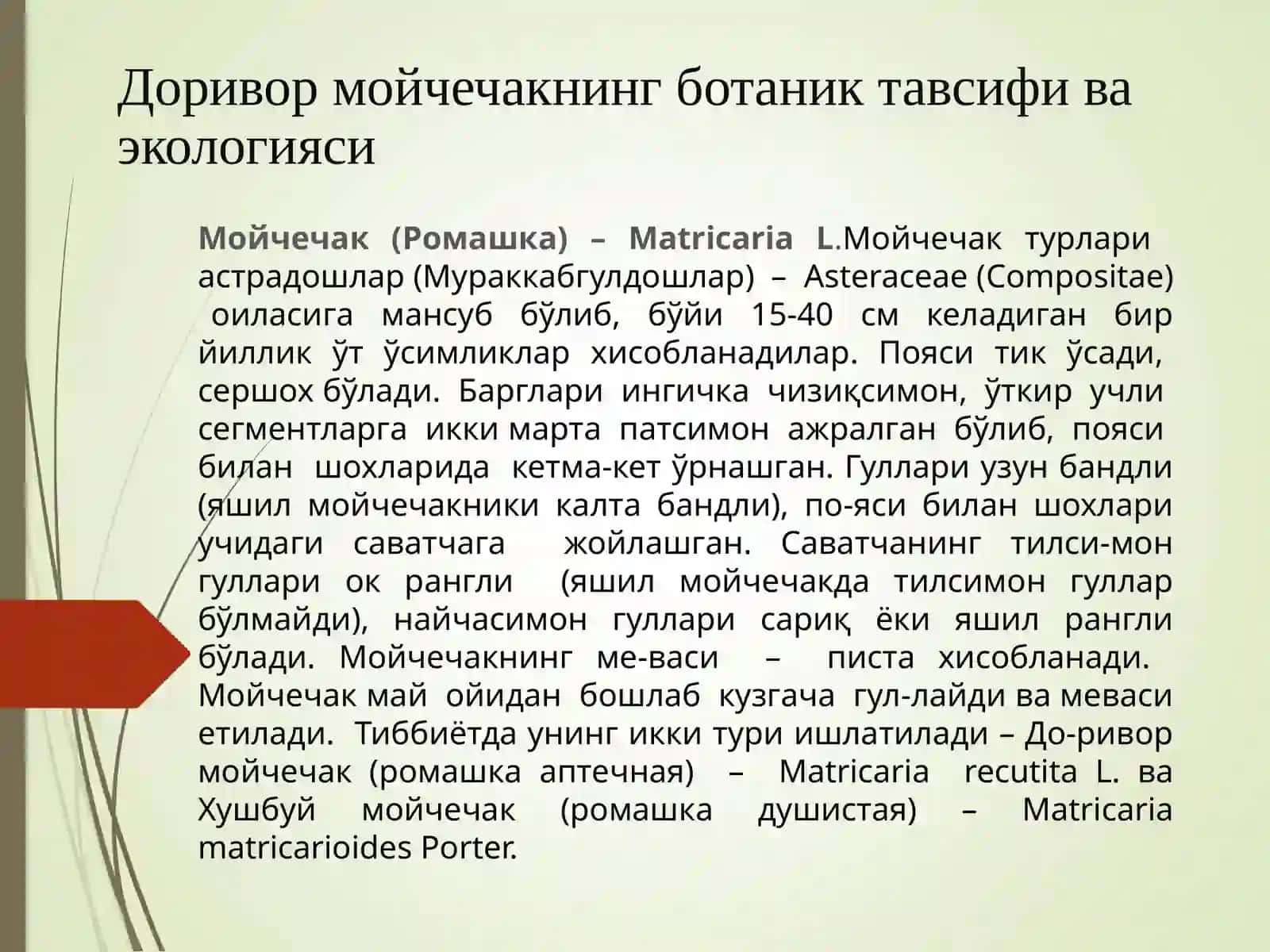 Доривор мойчечак(Matricaria recutita L) ўсимлигининг агротехнологияси ва дориворлик хусусиятларини ўрганиш 3